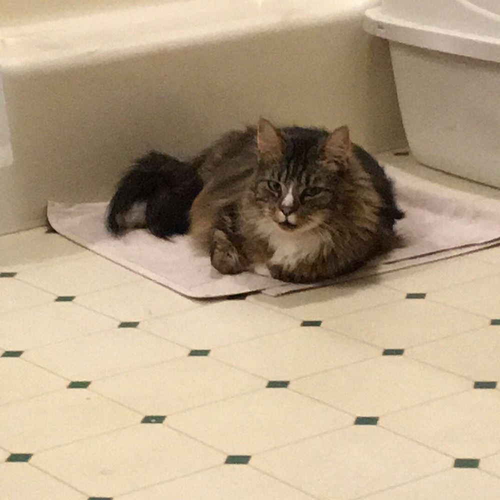 Meet your Posher, Melissa